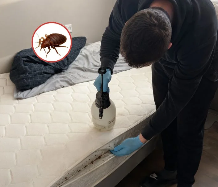 Technicien traitant un matelas contre les punaises de lit à Pantin